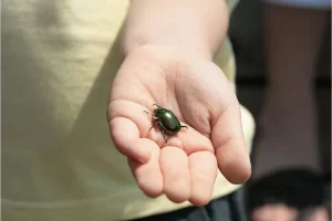 Escaravelho: um olhar na relação sagrada entre o inseto e o Egito antigo - Imagem: Canva Pró.