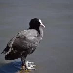 Fulica cornuta: conhecendo essa fascinante ave