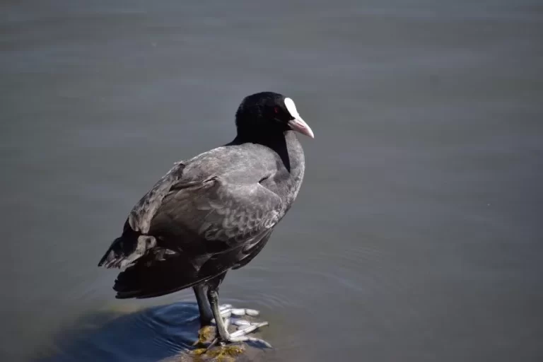 Fulica cornuta: conhecendo essa fascinante ave