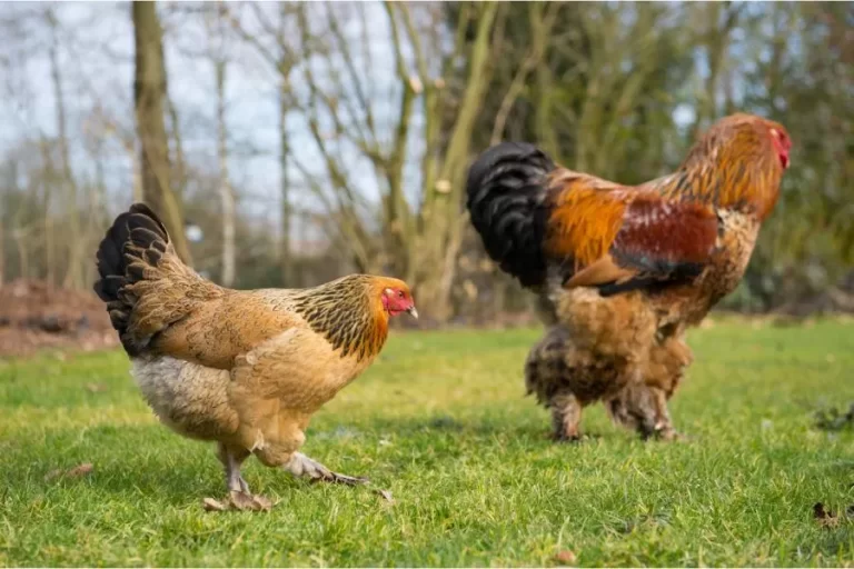 Galinhas e o combate às pragas agrícolas