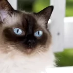 Gato himalaio uma das raças de gatos mais encantadoras