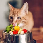 Gato pode comer legumes?