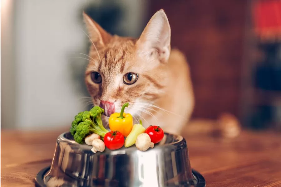 Gato pode comer legumes?