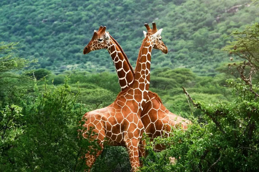 Girafa: encantadora criatura das alturas
