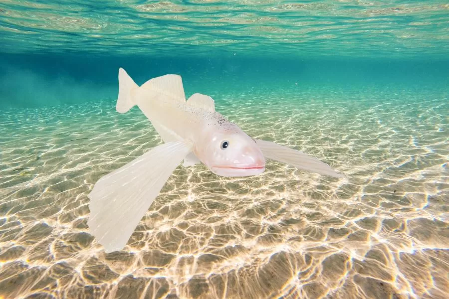 Golomianka: o pequeno e fascinante peixe transparente - Imagem: Canva Pró.