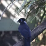 Gralha: pequeno passeriforme da família corvidae