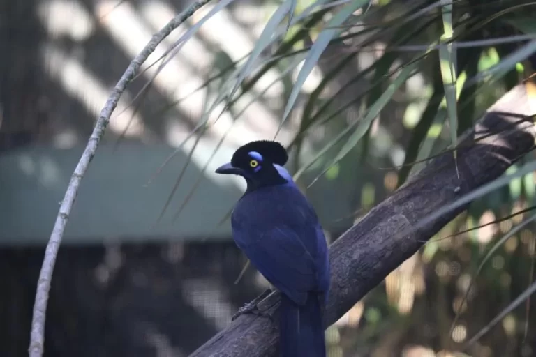 Gralha: pequeno passeriforme da família corvidae