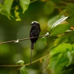 A Maria-Viuvinha: uma passeriforme encantadora em terras tropicais - Imagem: Canva Pró.