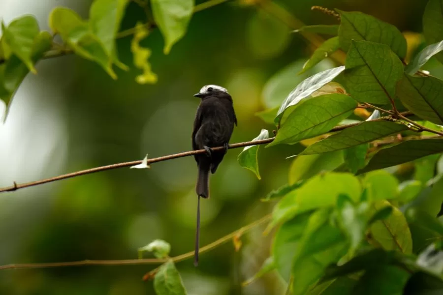 A Maria-Viuvinha: uma passeriforme encantadora em terras tropicais - Imagem: Canva Pró.