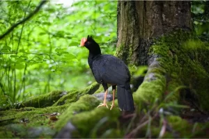 Mutum: aves da família dos cracídeos