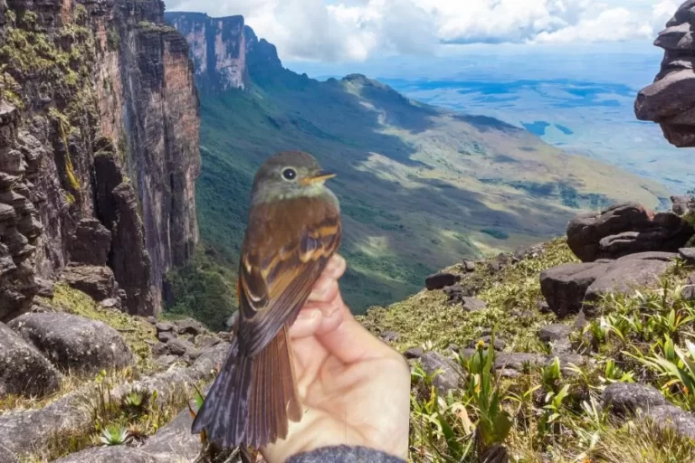 Felipe-do-tepui