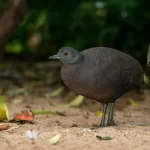 Inhambuguaçu: tesouro natural do Brasil