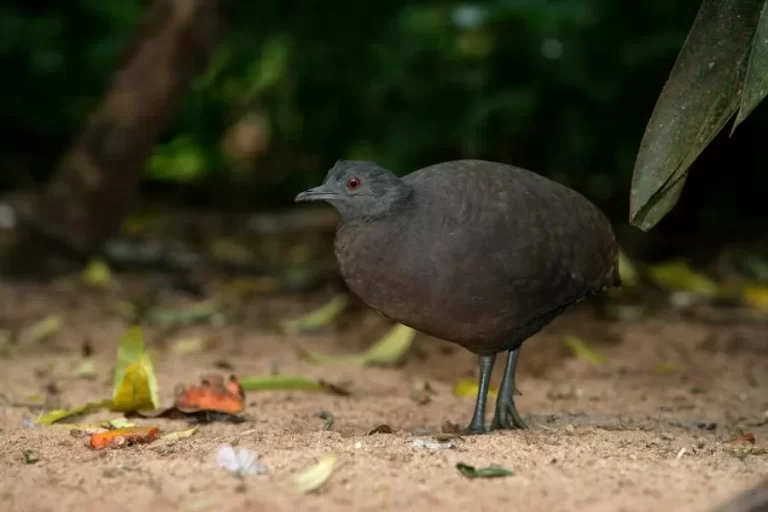 Inhambuguaçu: tesouro natural do Brasil