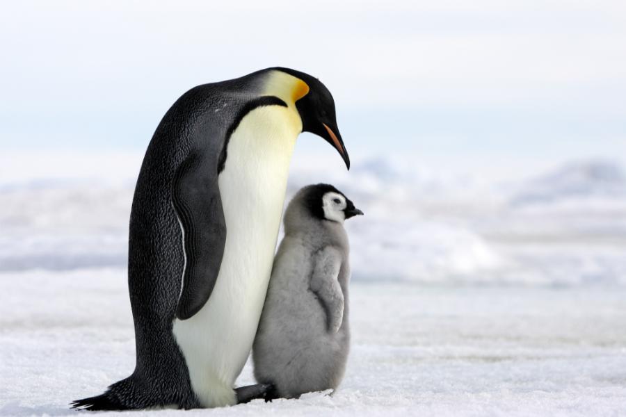 Quais os melhores pais do mundo animal