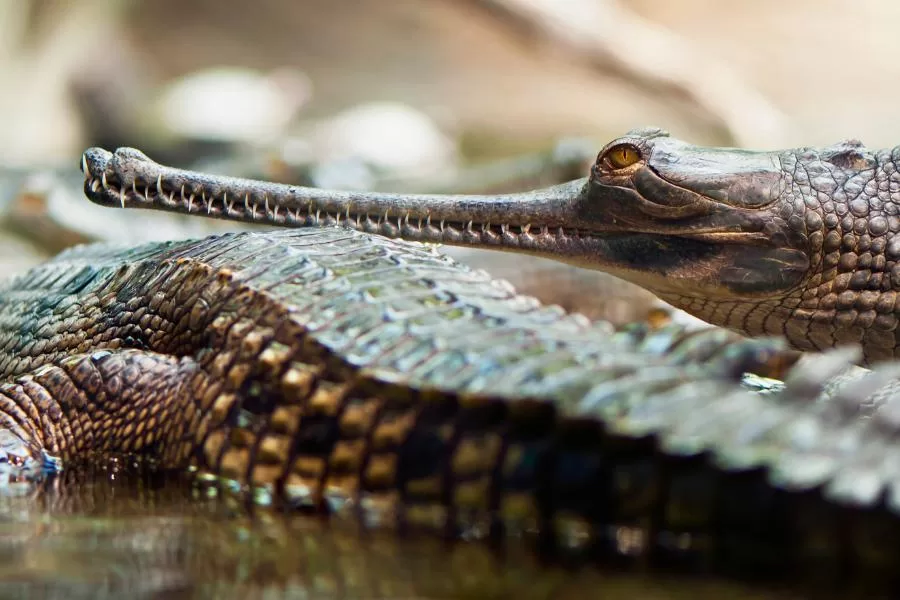 O gavial: o misterioso crocodilo de nariz fino