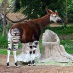 Ocapi: o misterioso habitante das florestas africanas