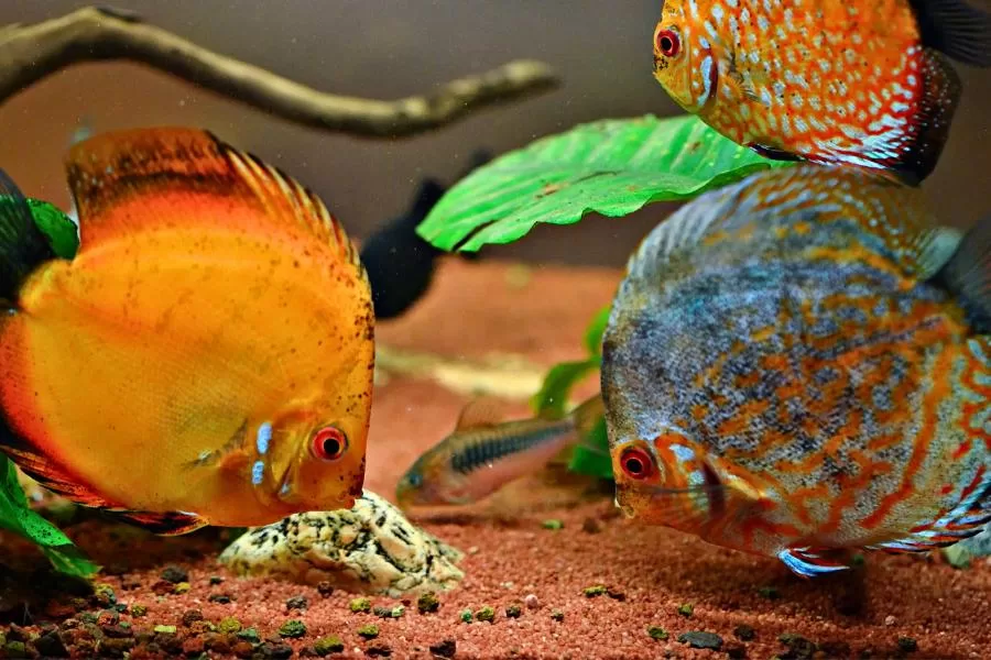 Peixe acará-disco: conheça essa espécie fascinante para aquários