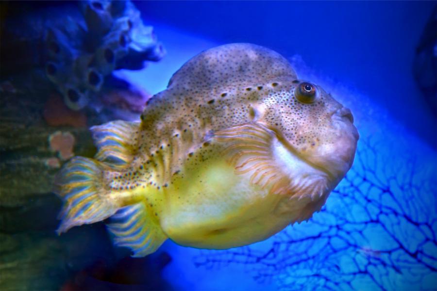Peixe-lapa: uma espécie nativa em Portugal - Imagem: Canva Pró.