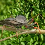 Percevejo-de-crista: o predador camuflado da natureza