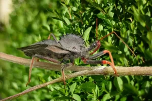 Percevejo-de-crista: o predador camuflado da natureza