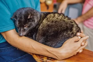 Pets Exóticos: cuidados e particularidades