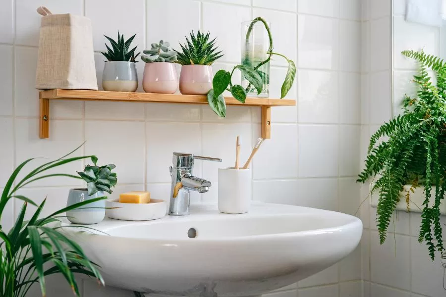 Plantas para decorar o banheiro beleza e frescor