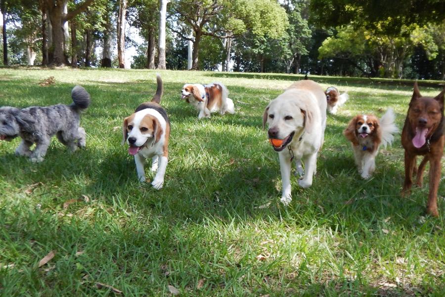 Quais as 10 raças de cães mais populares no mundo