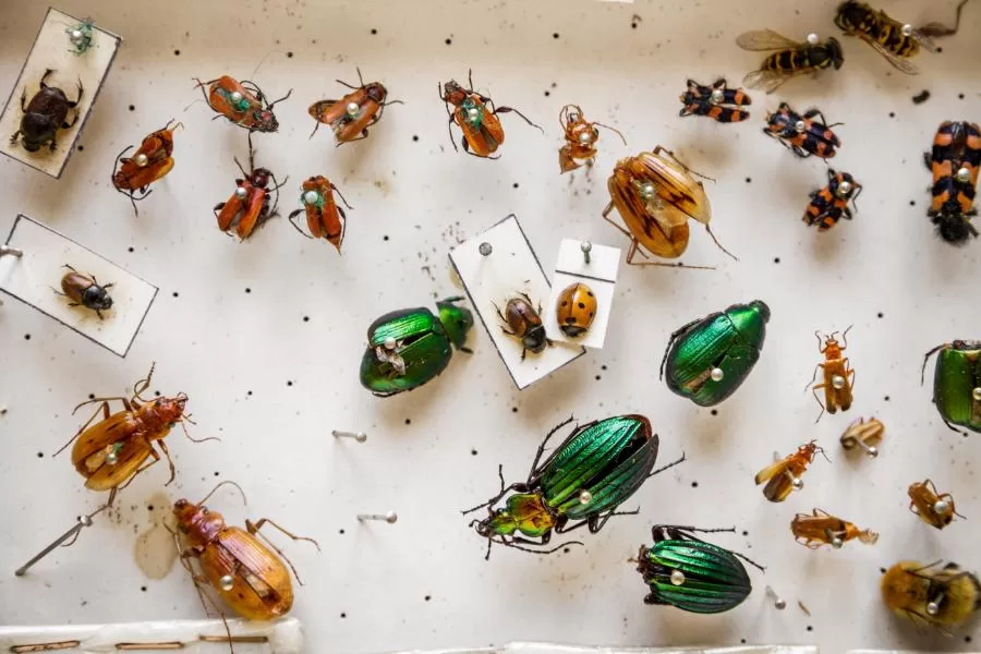 Quais são os insetos mais comuns? Descubra aqui!