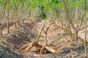 Qual a melhor época para plantar mandioca