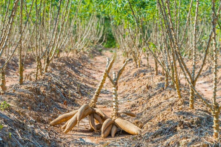 Qual a melhor época para plantar mandioca