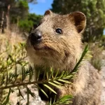 Quokka: conheça o pequeno macrópode australiano