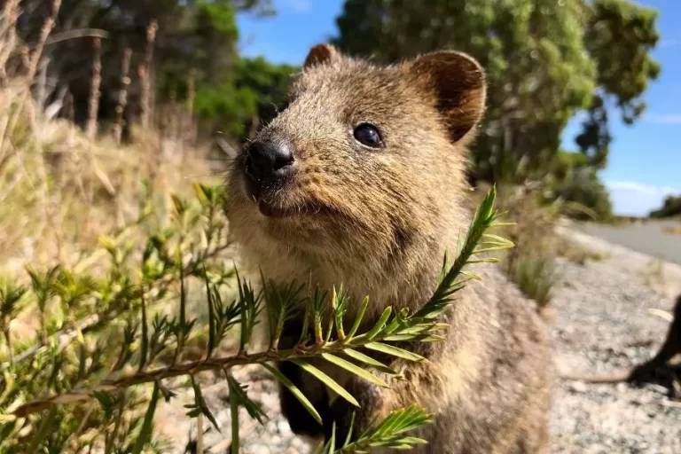 Quokka: conheça o pequeno macrópode australiano