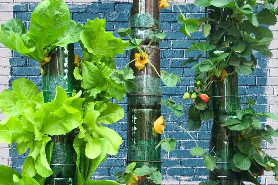 Saiba como plantar em garrafa pet crie um espaço verde em casa