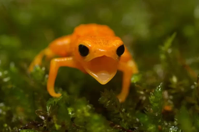 Sapo pingo-de-ouro: descobrindo seus segredos