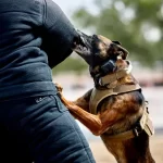 Técnicas para se defender de animais em situações de risco ou perigo