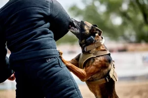 Técnicas para se defender de animais em situações de risco ou perigo