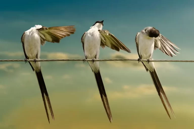 Tesourinha-do-campo: beleza e elegância na natureza