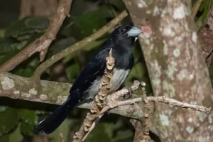 Tiê-bicudo: beleza e características