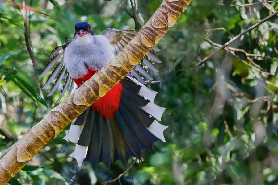 Tocororo: a ave-símbolo de Cuba