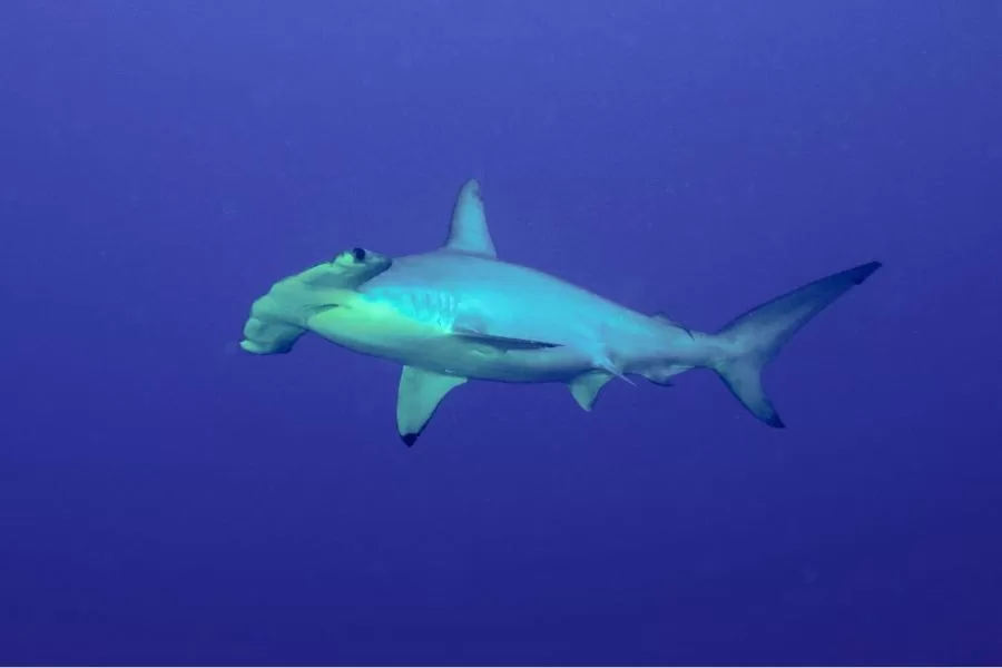 Tubarão-martelo: uma maravilha dos oceanos