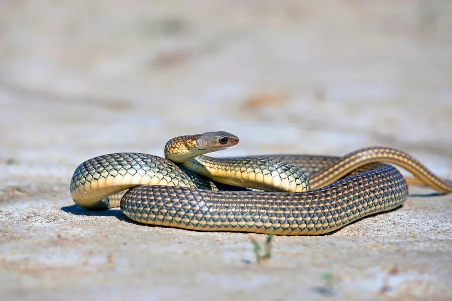 Uma nova espécie de cobra venenosa descoberta na Austrália