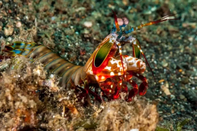 O camarão-louva-a-deus-palhaço: uma criatura incriável dos oceanos