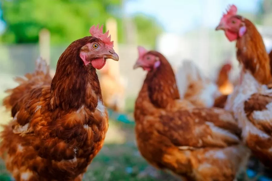 Como reduzir o estresse das galinhas - Imagem: Canva Pró.