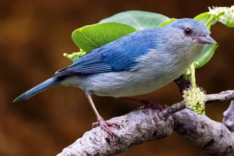 A figuinha-amazônica: uma ave encantadora - Imagem: Canva Pró