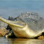 O gavial: o misterioso crocodilo de nariz fino - Imagem: Canva Pró.