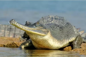 O gavial: o misterioso crocodilo de nariz fino - Imagem: Canva Pró.