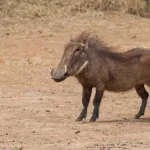 O javali: conheça a vida e os costumes desse majestoso suíno