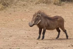 O javali: conheça a vida e os costumes desse majestoso suíno