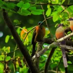 A juruva: deslumbrante beleza em pena