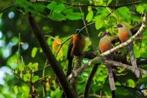 A juruva: deslumbrante beleza em pena